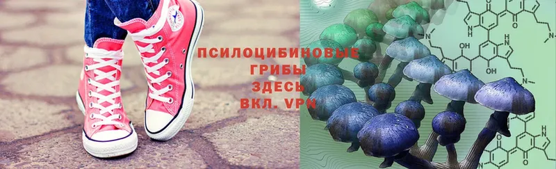 Галлюциногенные грибы Psilocybe  Ивантеевка 